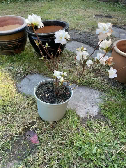 Photo of free Azaleas, white flowering plant (Morecambe LA4) #1