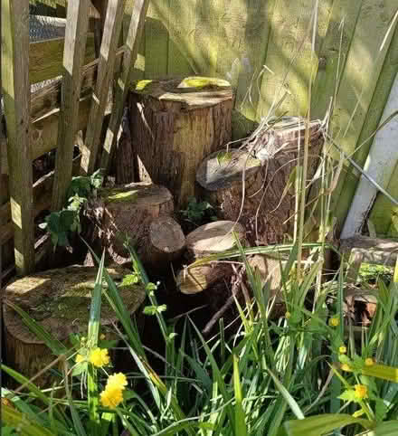 Photo of free Wood sections from a felled tree..seasoned (Eves Corner CM0) #1