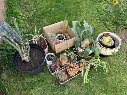 Photo of free Plants and plant pots (Dussindale NR7) #1