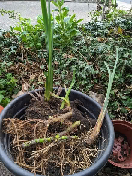 Photo of free Pond Plants (BD16 cottingley) #2
