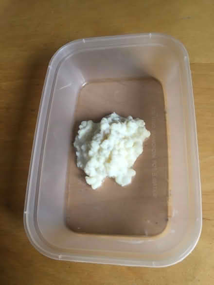Photo of free Milk keffir grains. (Queen's Park BN2) #1