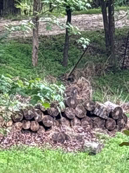 Photo of free Campfire wood (Waxhaw NC) #3