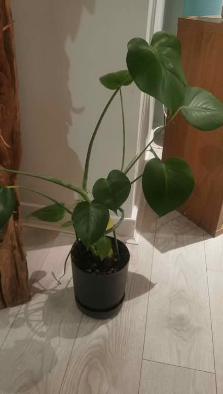 Photo of free Gorgeous plant (HA3 Harrow) #1
