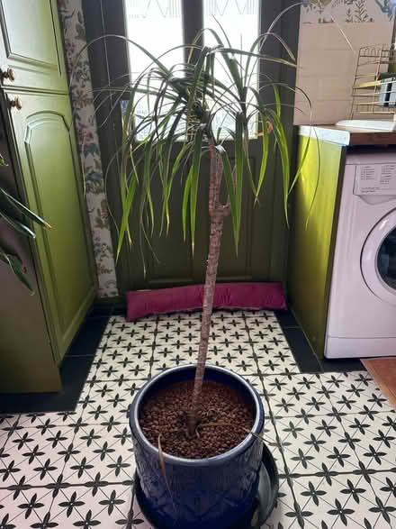 Photo of free Dracaena plant (Prenton) #1