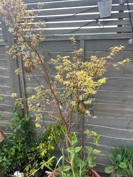 Photo of free maple tree *without pot (Whitehawk BN2) #1