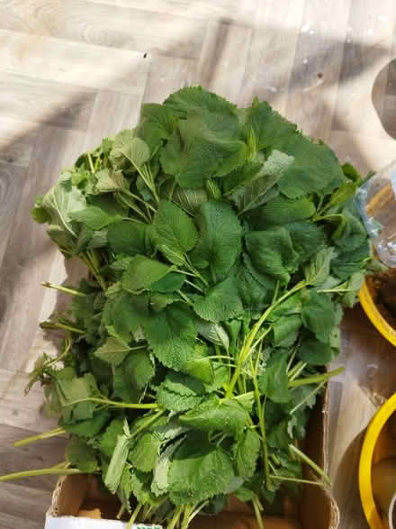 Photo of free Lemon balm (Tottenham N17) #1