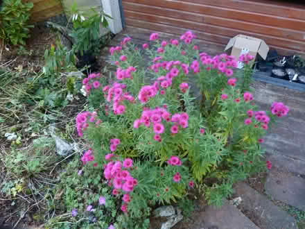 Photo of free Aster "Andenken am Alma Potschke" (Paignton TQ4) #1