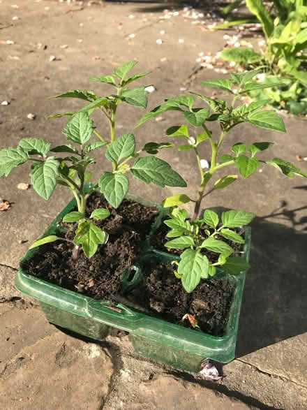 Photo of free Tomato plants x 4 (Linslade LU7) #1