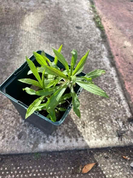 Photo of free Solidago plant (Morecambe LA4) #1