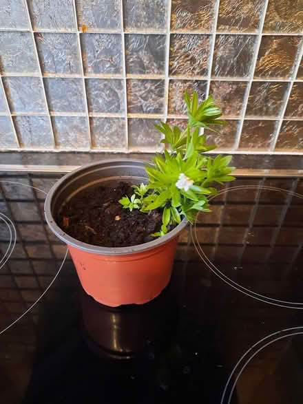 Photo of free Small woodland plant Woodruff (Morden SM4) #2