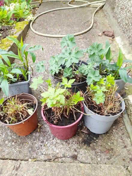 Photo of free Perennial plants (Tutbury DE13) #1