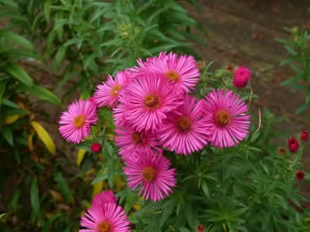 Photo of free Aster "Andenken am Alma Potschke" (Paignton TQ4) #2