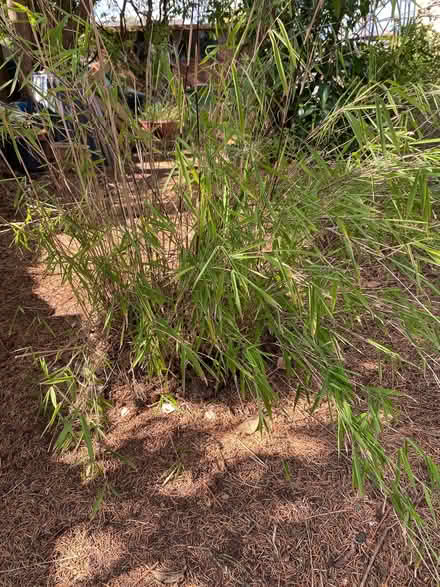 Photo of free Bamboo plant (Mount Pleasant DE56) #1
