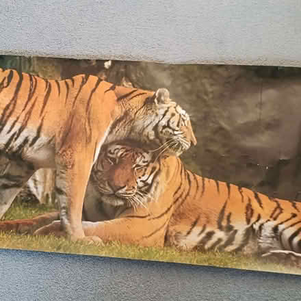 Photo of free Large Poster of Two Tigers (Rayleigh SS6) #1