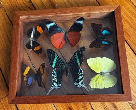 Photo of free Butterflies display (Briarwood Jamaica) #1