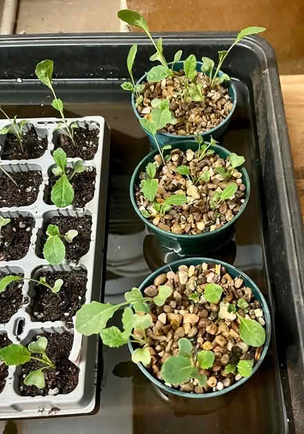 Photo of free Spare kale seedlings (cavolo nero) (Hatfield AL10) #1