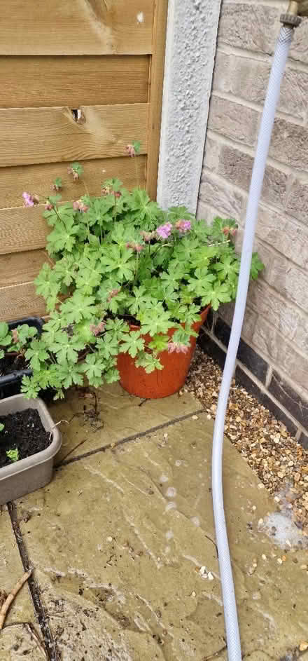Photo of free Plant (HU5 Hull) #1