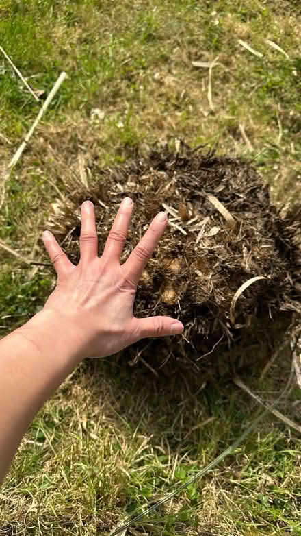 Photo of free Pampas grass root bsll (New Eltham SE9) #1