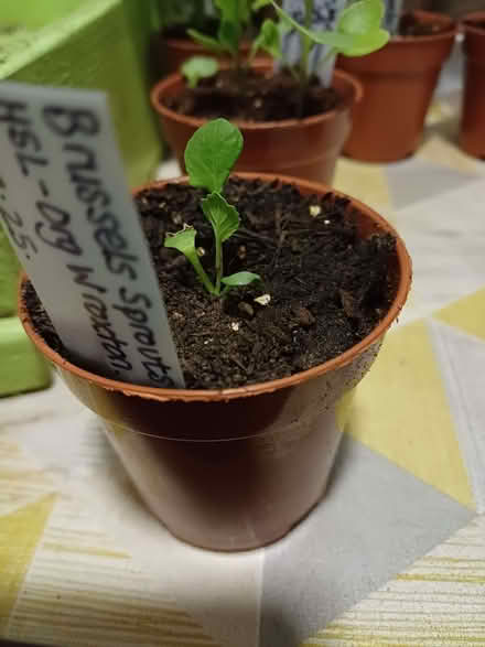 Photo of free Brussels Sprouts plant x1. (Chichester PO19) #1