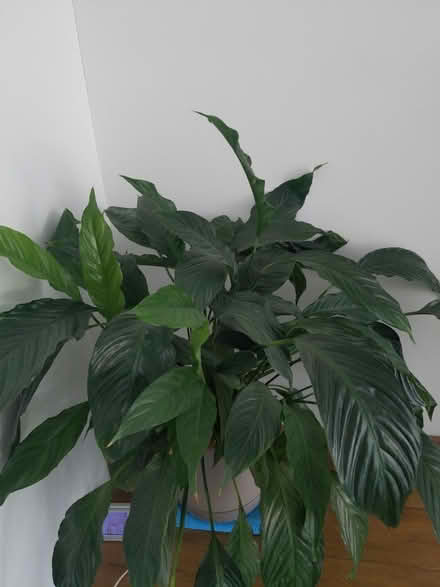 Photo of free Peace Lilly (UB9) #2