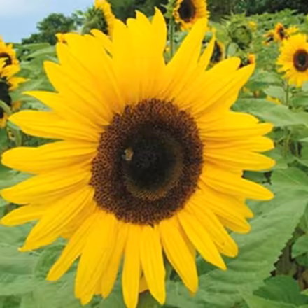 Photo of Sunflower Seeds (toxteth L8) #1