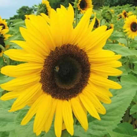 Photo of Sunflower Seeds (toxteth L8) #1