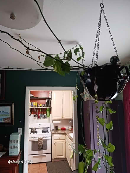 Photo of A large Hanging plant pot (Green mountainish) #1