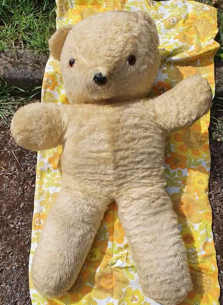 Photo of free Giant Teddy (Stanstead Abbotts SG12) #1