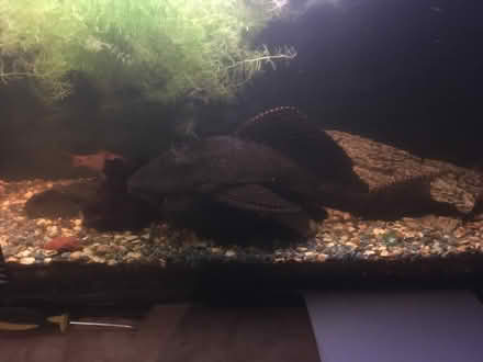Photo of Any think for a tropical fish tank . (Dursley GL11) #1