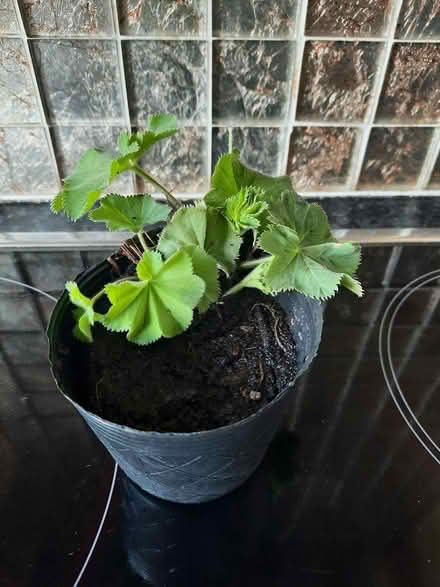 Photo of free Alchemilla Mollis cutting (Morden SM4) #4