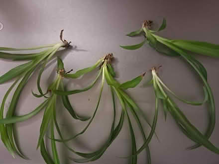 Photo of free Spider plant pups (Holloway road N4) #1