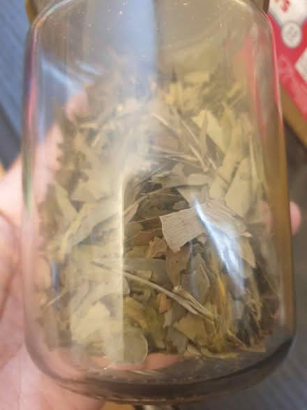 Photo of free Ginkgo (Silver st, N18) #1