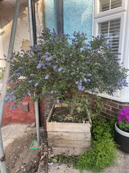 Photo of free Mature Ceanothus bush / tree. Rich purple flowers. (Bevendean BN2) #2