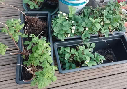 Photo of free More strawberries and raspberries (Trowbridge (BA14)) #1