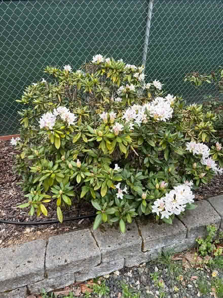 Photo of free large rhododendrons (Vancouver WA) #3
