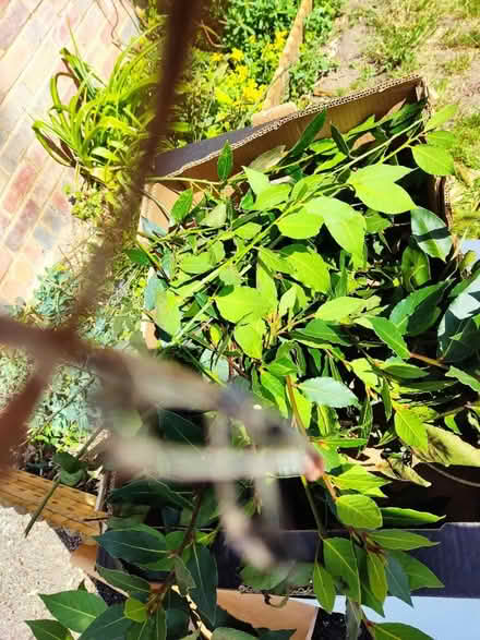 Photo of free Bay leaves (London N14) #1