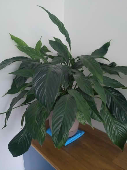 Photo of free Peace Lilly (UB9) #1