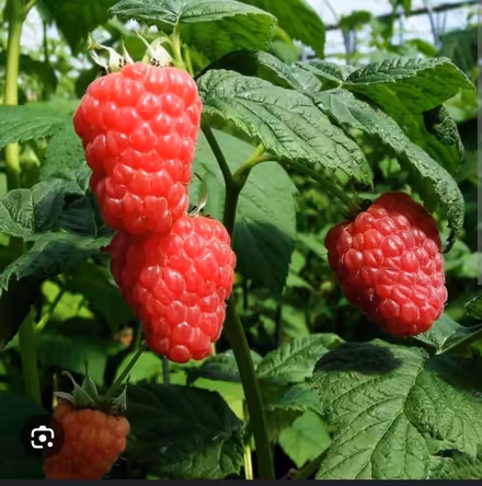 Photo of Fruit, veg, herbs (HU5 Hull) #1