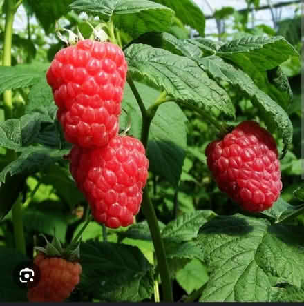 Photo of Fruit, veg, herbs (HU5 Hull) #1