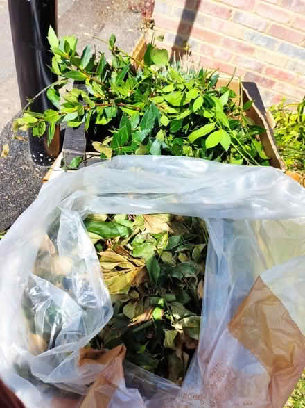 Photo of free Bay leaves (London N14) #2