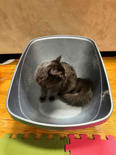 Photo of free Large Litter Box (Beaverbrook) #1