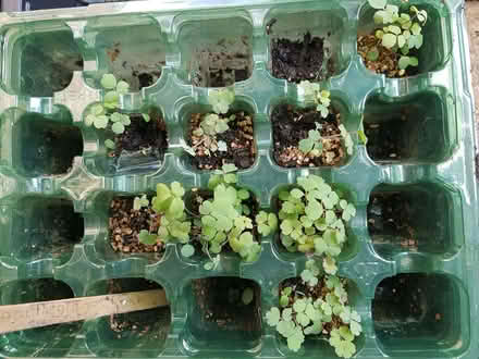 Photo of free AQUILEGIA seedlings (Northop Hall CH7) #1
