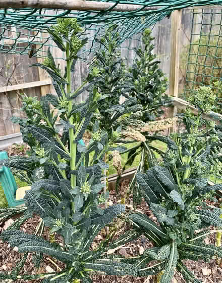 Photo of free Spare kale seedlings (cavolo nero) (Hatfield AL10) #3