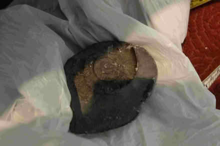 Photo of free Bag of stones & Fossils... (Harrogate HG1) #2