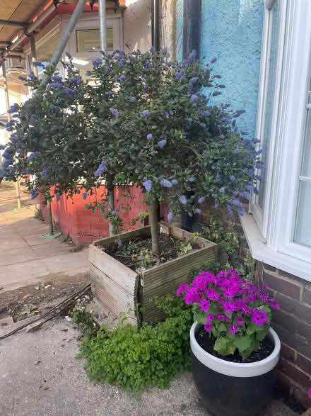 Photo of free Mature Ceanothus bush / tree. Rich purple flowers. (Bevendean BN2) #1