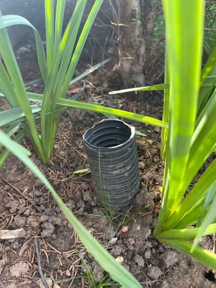 Photo of free French drain, root watering pipe (Crowthorne RG45) #4