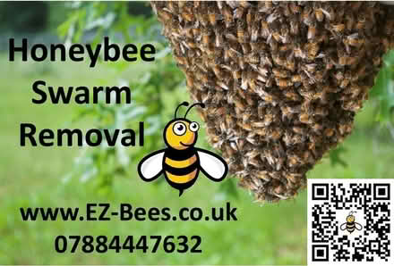 Photo of free Hone Bee Swarm Removal and Rehoming (Horsham) #1