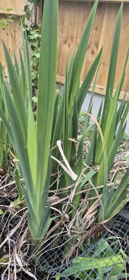 Photo of free Pond plant (DE55 - Swanwick) #1