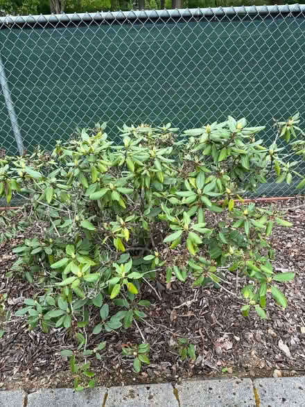Photo of free large rhododendrons (Vancouver WA) #2