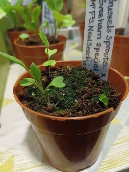 Photo of free Brussels Sprouts plants x 2.5! (Chichester PO19) #1